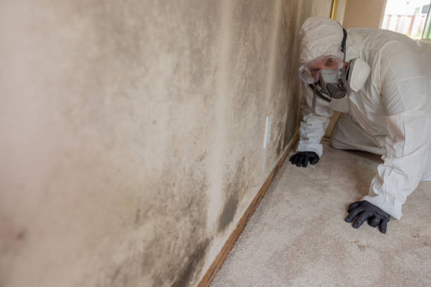 Mold Inspection